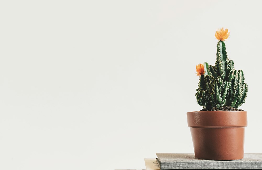 Minimalisme en Mentale Rust