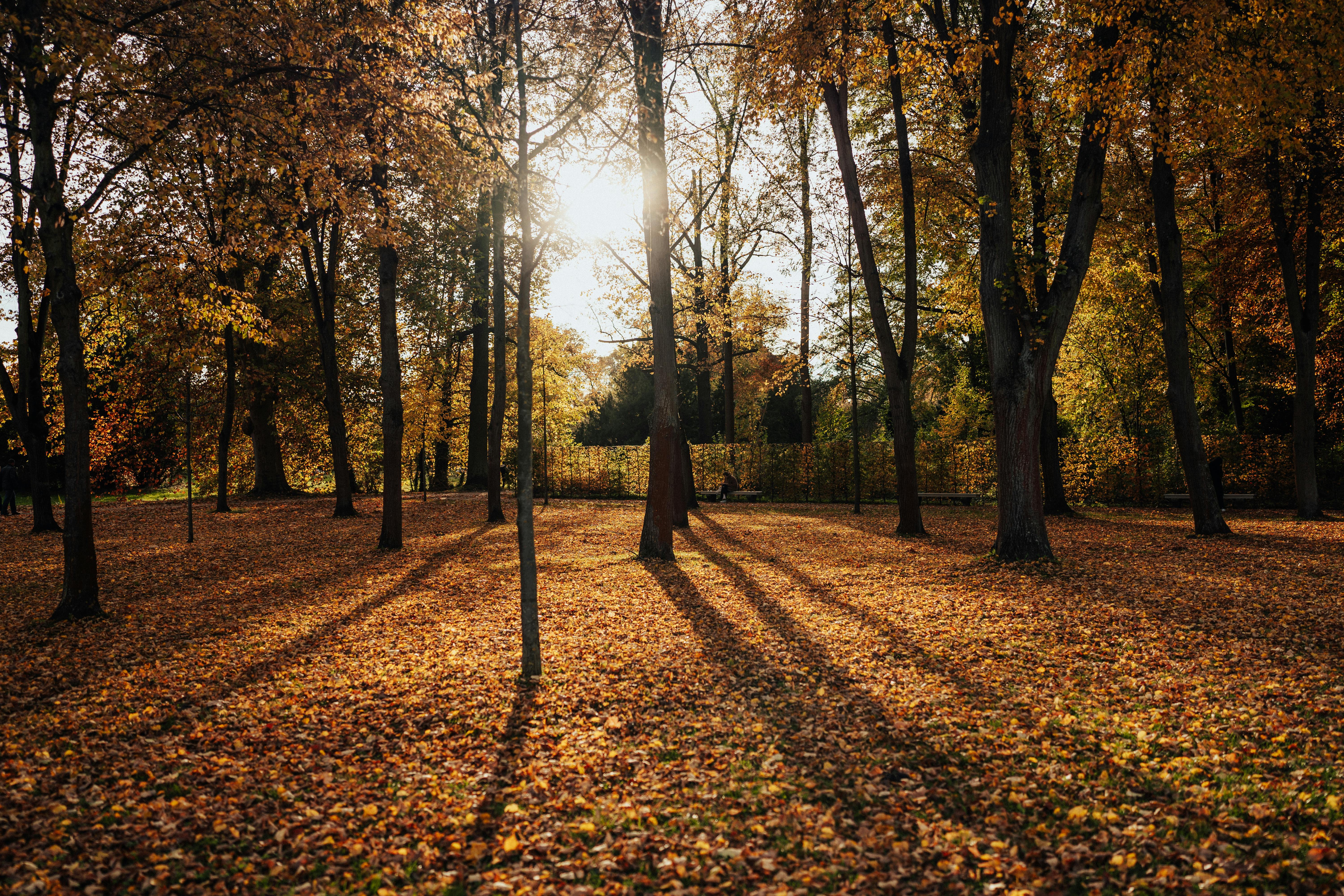 Blog Herfstwandeling voor je geest: Hoe de natuur je mentale welzijn kan verbeteren